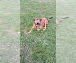 Small #1 Mutt