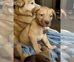 Rosalie- Belles & Beau Litter - Female American Staffordshire Terrier-Unknown Mix Dog for Adoption - Small photo