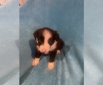 Small Photo #3 Border Collie Puppy For Sale in AIKEN, SC, USA