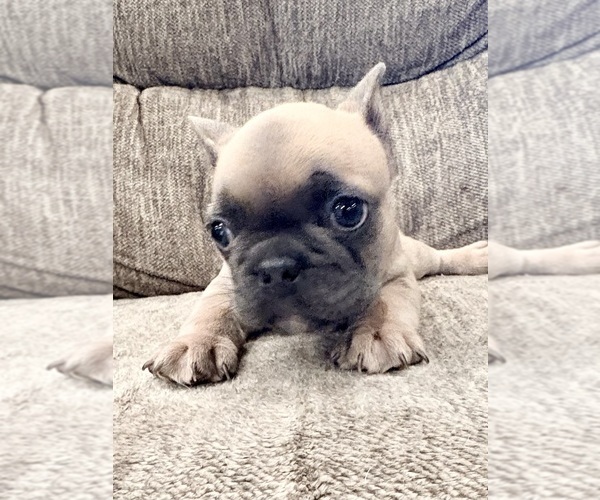 Medium Photo #4 French Bulldog Puppy For Sale in CANYON, TX, USA