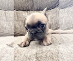 Puppy Roxy French Bulldog
