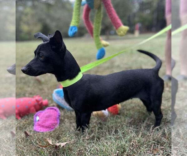 Medium Photo #2 Dachshund-Unknown Mix Puppy For Sale in Yardley, PA, USA
