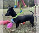 Small #1 Dachshund Mix