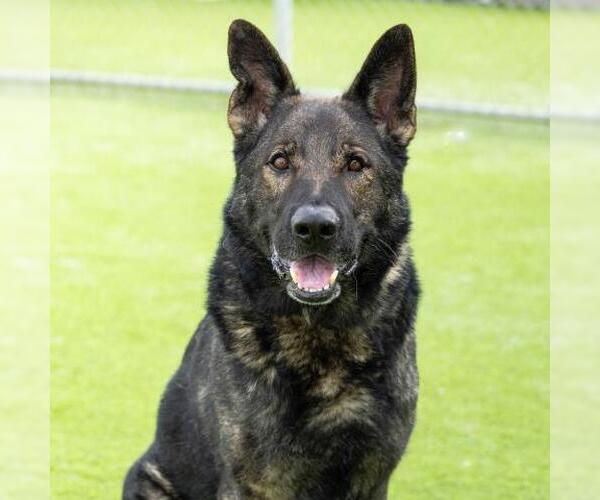 Medium Photo #1 German Shepherd Dog Puppy For Sale in Camarillo, CA, USA