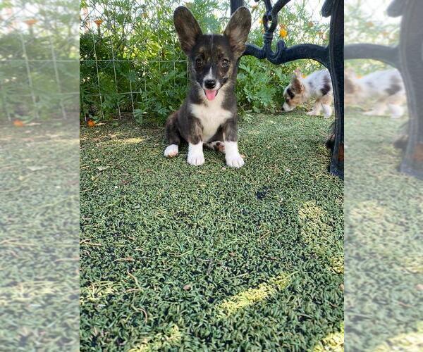 Medium Photo #2 Aussie-Corgi Puppy For Sale in BRIGGSDALE, CO, USA