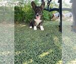 Small #1 Aussie-Corgi