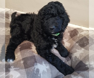 Springerdoodle Puppy for sale in MONTELLO, WI, USA