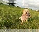 Small Labrador Retriever