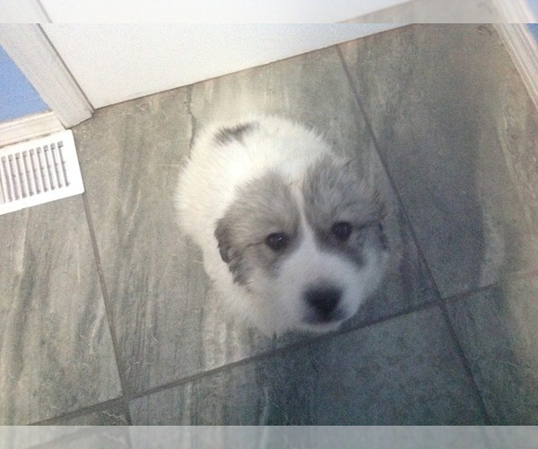 Medium Photo #3 Great Pyrenees Puppy For Sale in BELEN, NM, USA