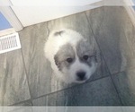 Small Photo #3 Great Pyrenees Puppy For Sale in BELEN, NM, USA