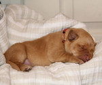Puppy Jack Labrador Retriever