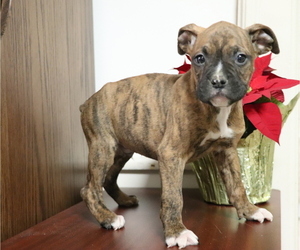 Boxer Puppy for sale in SHILOH, OH, USA