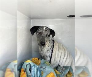Catahoula Leopard Dog-Unknown Mix Dogs for adoption in Houston, TX, USA