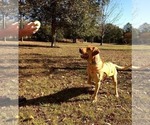 Small Photo #1 Labrador Retriever-Unknown Mix Puppy For Sale in MACON, GA, USA