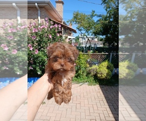 Medium Shih Tzu