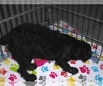 Small #6 Schnoodle (Miniature)