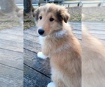 Puppy HF2 Collie