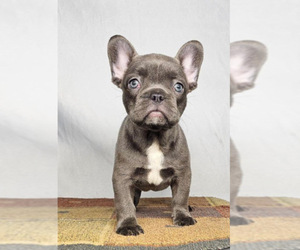 French Bulldog Puppy for sale in CHARLOTTESVILLE, VA, USA