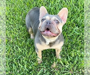 Mother of the French Bulldog puppies born on 12/21/2021