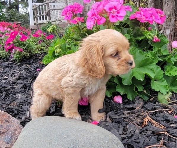 Medium Photo #3 Cocker Spaniel Puppy For Sale in WITHEE, WI, USA