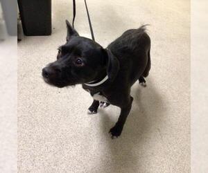 Mutt Dogs for adoption in Riverside, CA, USA