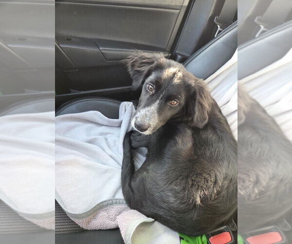 Medium Photo #2 Border Collie-Unknown Mix Puppy For Sale in Oak Bluffs, MA, USA