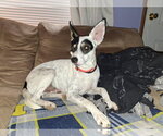 Small #3 Chihuahua Mix