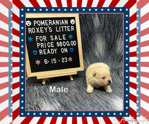 Pomeranian Puppy for sale in SCOTTSVILLE, KY, USA