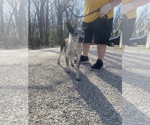 Mutt Dogs for adoption in Frenchburg, KY, USA