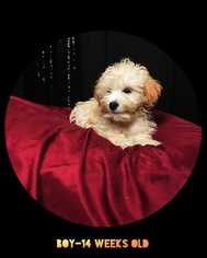 Shih Tzu Puppy for sale in PAWTUCKET, RI, USA