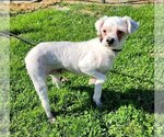 Small Photo #1 Maltese Puppy For Sale in Modesto, CA, USA