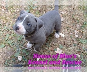 American Pit Bull Terrier Puppy for sale in DELAWARE, OH, USA