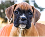 Small Photo #39 Boxer Puppy For Sale in WAKARUSA, IN, USA