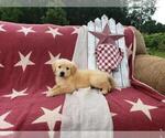 Small Photo #6 Golden Retriever Puppy For Sale in SHERIDAN, MI, USA