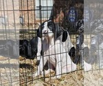 Small Photo #48 German Shorthaired Pointer Puppy For Sale in MCKINNEY, TX, USA