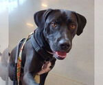 Small #8 American Pit Bull Terrier-Labrador Retriever Mix