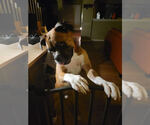Small #3 Boxer