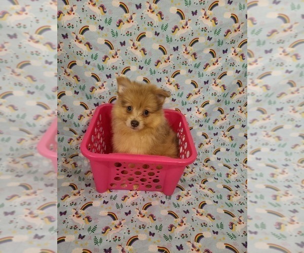 Medium Photo #3 Pomeranian Puppy For Sale in CLARKSVILLE, TN, USA