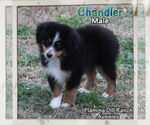 Puppy 3 Miniature Australian Shepherd