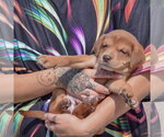 Small #3 American Bulldog-Chocolate Labrador retriever Mix