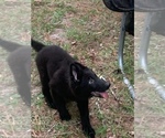 Small Photo #3 German Shepherd Dog Puppy For Sale in WILLISTON, FL, USA