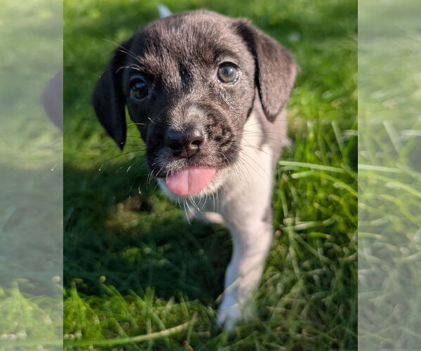 Medium Photo #1 Beagle Puppy For Sale in Brooklyn Center, MN, USA