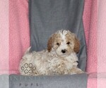 Small #2 Poodle (Miniature)