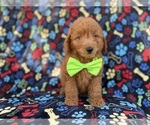 Small Goldendoodle (Miniature)