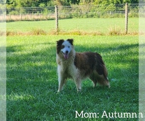 Mother of the Border Collie puppies born on 08/16/2023