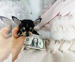 Small #2 Chihuahua