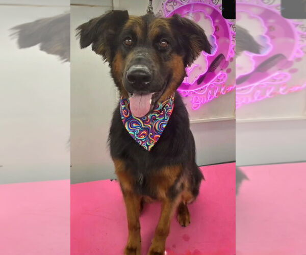 Medium Photo #24 German Shepherd Dog-Unknown Mix Puppy For Sale in Lake Forest, CA, USA