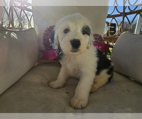 Medium Photo #26 Sheepadoodle Puppy For Sale in THORNDALE, TX, USA