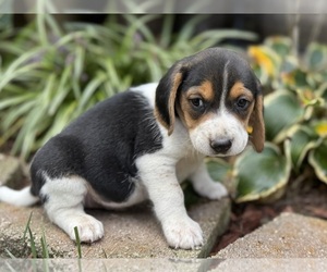 Beagle Puppy for sale in FORDLAND, MO, USA