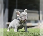 Small #2 French Bulldog